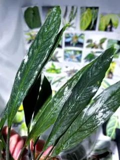 Araseae sp. Kapuas Hulu マハカム川上流域 2 - メルカリ