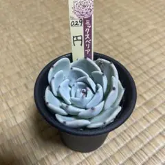 おらいさん 青札 札のみ おらいさん苗 多肉植物 - メルカリ