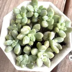 可愛い姫秀麗♡ポットの中全て抜き苗‼︎多肉植物 セダム - メルカリ