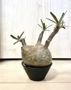 2025年最新】パキポディウムグラキリス 現地球の人気アイテム - メルカリ