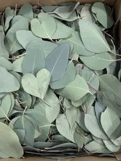 ユーカリ4種類　リーフシャワー 2025年最新】リーフシャワー ユーカリの人気アイテム - メルカリ