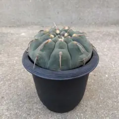 ボ*ド様 亀甲スーパー バッテリー 実生 太刺選抜 鉢植え メルカリ便送料込み ボ*ド様 亀甲スーパー バッテリー 実生 太刺選抜 鉢植え