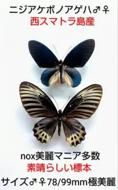 2026年最新】昆虫標本 蝶の人気アイテム - メルカリ