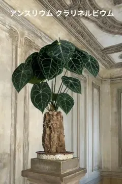 希少　アンスリウム　クラリネルビウム　斑入り　美株　激レア　鉢ごとメルカリ便② 希少 アンスリウム クラリネルビウム 斑入り 美株 激レア 鉢ごと