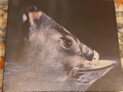 toe the book about my idle plot on a〜CD