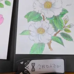 ボタニカルアート 色鉛筆画 2枚セット