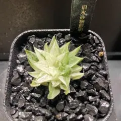 2025年最新】ハオルチア 錦 糊斑の人気アイテム - メルカリ