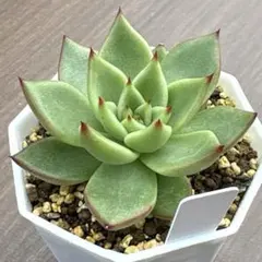 ☆Buttho♪(о´∀`о)☆様 リクエスト 2点 まとめ商品