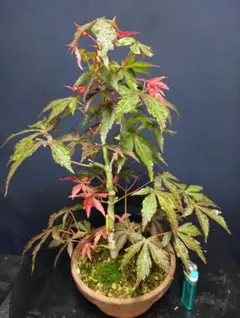 H3斑入りもみじ 藤波錦6号鉢全長50cm選抜 H3斑入りもみじ 藤波錦6号鉢全長50cm選抜