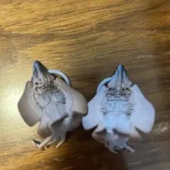エイの裏側　めじるし　エイの干物　ガチャガチャ