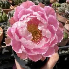 2026年最新】ピンク花サボテンの人気アイテム - メルカリ