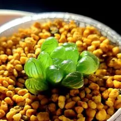 2637　トルンカータ　プリプリ系多肉植物 ハオルチア アロエのサムネイル