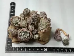 【多肉植物】エケベリア　ラズベリーアイス群生　カット苗