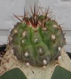 ざっきー様 リクエスト 2点 まとめ商品