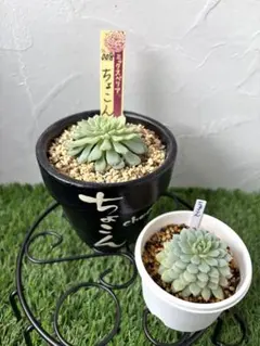 2025年最新】おらいさん苗の人気アイテム - メルカリ