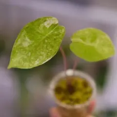 メルカリ便【アロカシア・ピンクドラゴン　albo var.】 メルカリ便【アロカシア・ピンクドラゴン albo var.】