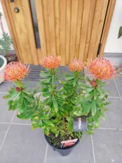 現品販売です。人気のオージープランツ・リューコスペルマム・カーニバルコース Amazon｜オージープランツ 観葉植物 鉢花：リューコスペルマム