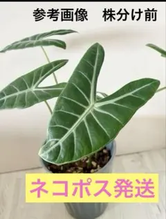 たゆたう様 リクエスト 2点 まとめ商品