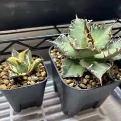 ［専用］アガベ 子株 セット アガベ 子株セット売り｜Yahoo!フリマ（旧PayPayフリマ）