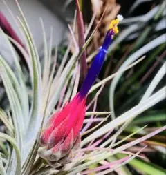masumi.neko7様専用T.ionantha 'Apretado' RFI