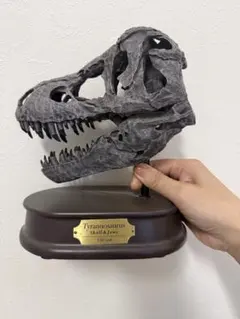 DINOWORLD】トリケラトプス 頭骨レプリカ 化石 ティラノサウルス