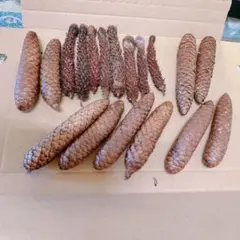 松ぼっくり　ドイツトウヒ　森のエビフライ　詰め合わせ