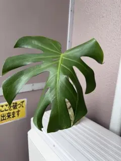 大きな葉のモンステラ 水耕栽培中のサムネイル