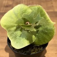 食中植物 ムシトリスミレ ラズベリーブランド メルカリ便 - メルカリ