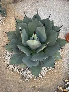 アガベ オバティフォリア 大株 実生2 - メルカリ
