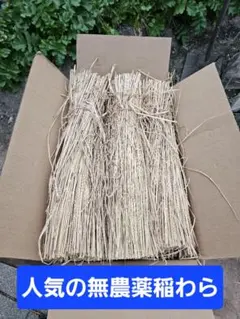 Item thumbnail for item 2b7355a5-7d88-4771-92b2-fa94ac8dcd6b