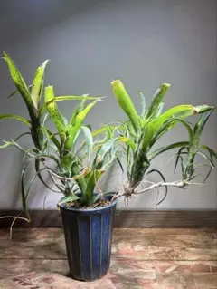 2025年最新】ブロメリア・エアープランツの人気アイテム - メルカリ