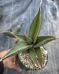 コ*ソ様 S8302★オークション★ サンスベリア ピングイキュラ ハイブリッド Yahoo!オークション -「サンスベリア ピングイキュラ」(観葉植物