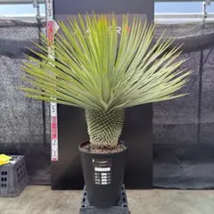 2026年最新】ユッカ ロストラータの人気アイテム - メルカリ