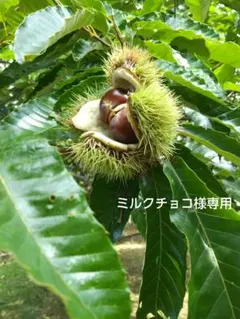 ミルクチョコ様・ご希望寸法マチ広大きめトートバッグセット コットンこばやし猫柄①