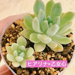 2026年最新】ヒアリナ 多肉の人気アイテム - メルカリ