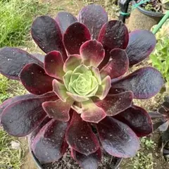 多肉植物。アエオニウム魅影七彩錦抜き苗 - メルカリ