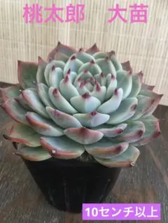 多肉植物　桃太郎　大苗　抜き苗　根付き❗️