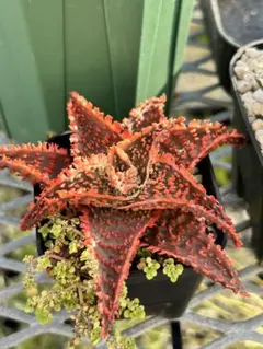 2026年最新】アロエハイブリッドの人気アイテム - メルカリ