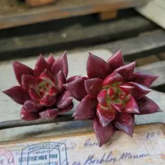 まなと様 リクエスト 3点 まとめ商品