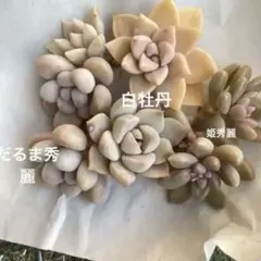 聖様 リクエスト 2点 まとめ商品