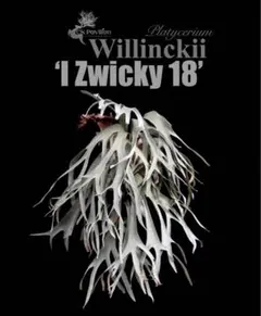 ひろゆき様 リクエスト 2点 まとめ商品