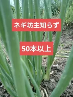 2025年最新】坊主知らず ネギの人気アイテム - メルカリ