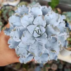 2025年最新】クリスペートビューティの人気アイテム - メルカリ