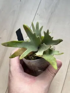 ビカクシダ P.willinckii Omega Sporeling - メルカリ