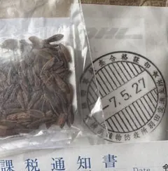 ラスト1株です　パキポディウム　アンボンゲンセ　良型　鉢ごとメルカリ便⑤ ラスト1株です パキポディウム アンボンゲンセ 良型 鉢ごと