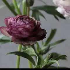 maimai様 リクエスト 2点 まとめ商品