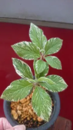 山野草 オオバコ羅紗葉 斑入り - メルカリ