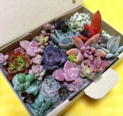 さちこ様 リクエスト 2点 まとめ商品