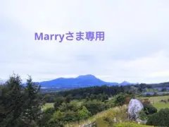 アナ雪トレーナー