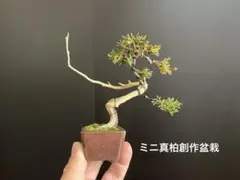 2026年最新】文人 盆栽の人気アイテム - メルカリ